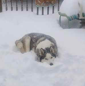 Meet your Posher, Jane butler